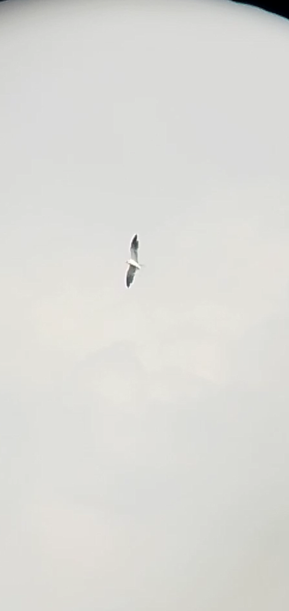 White-tailed Kite - ML619549189