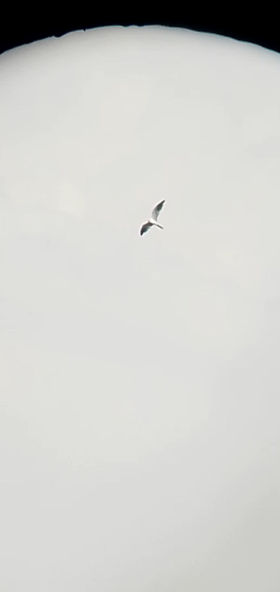White-tailed Kite - ML619549196