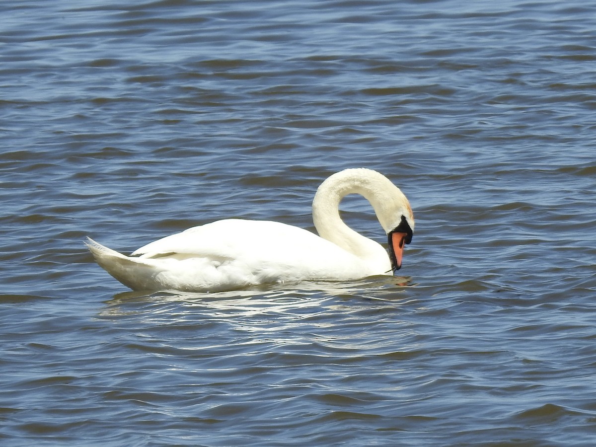 Mute Swan - ML619549227