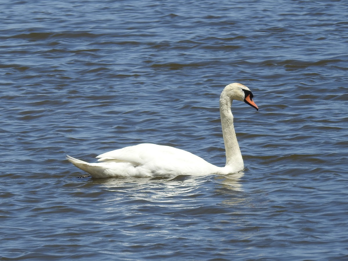 Mute Swan - ML619549231