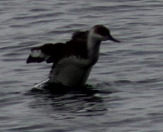Red-throated Loon - ML619549240