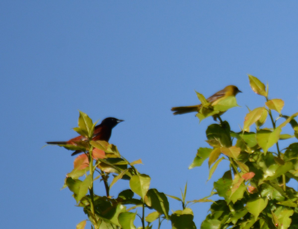 Orchard Oriole - ML619549281