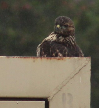 Red-tailed Hawk - ML619549283