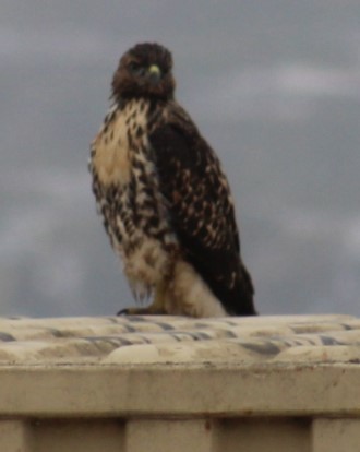 Red-tailed Hawk - ML619549284