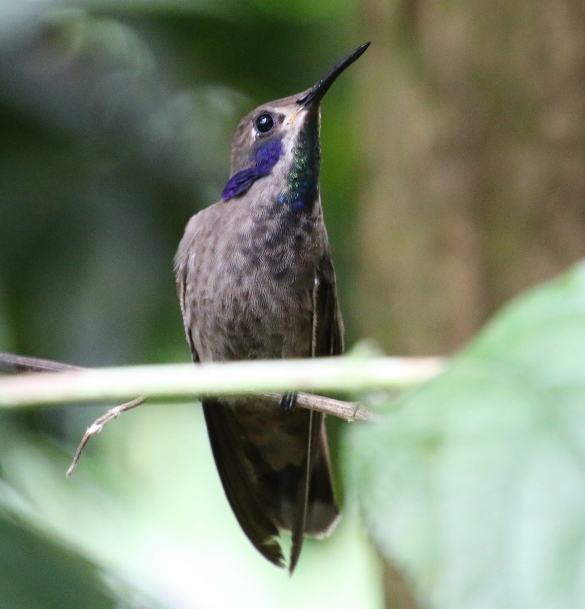 kolibřík fialovouchý - ML619549298