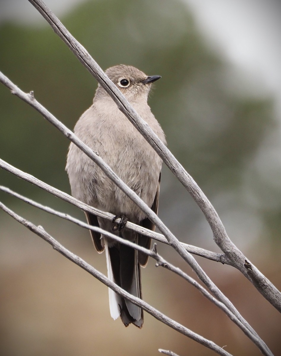 Townsend's Solitaire - ML619549320