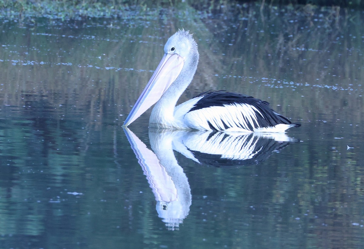 pelikán australský - ML619549328