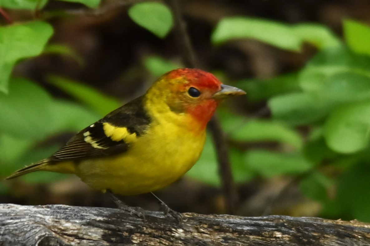 Western Tanager - ML619549329