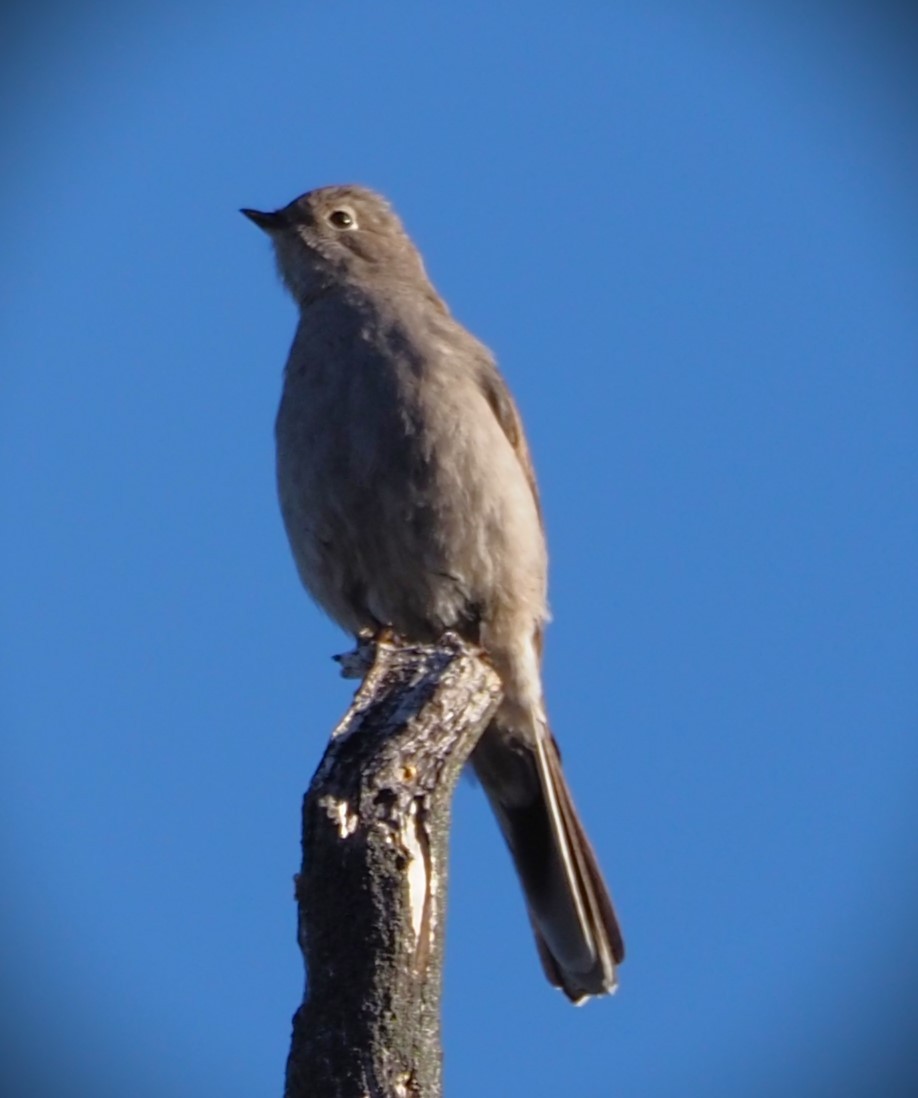 Townsend's Solitaire - ML619549332
