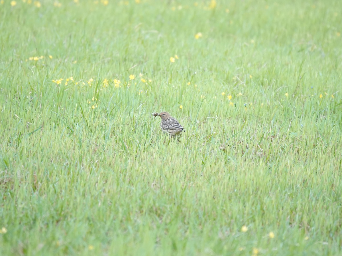 Red-throated Pipit - ML619549339