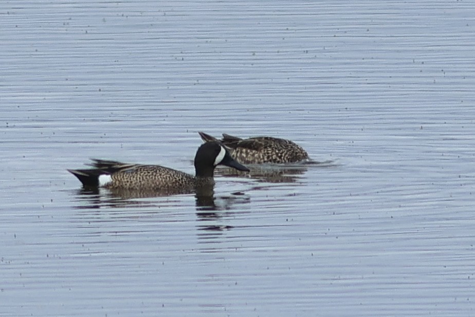 Blue-winged Teal - ML619549370