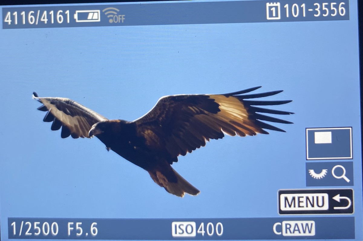 Black-breasted Kite - ML619549397