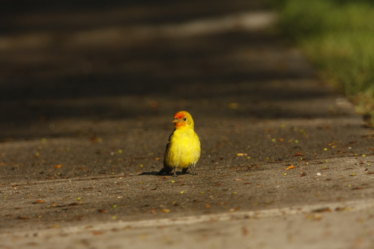 Western Tanager - ML619549402