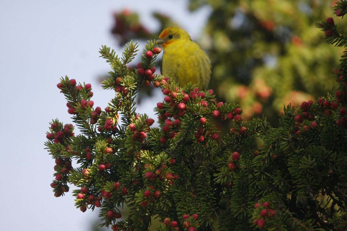 Western Tanager - ML619549408