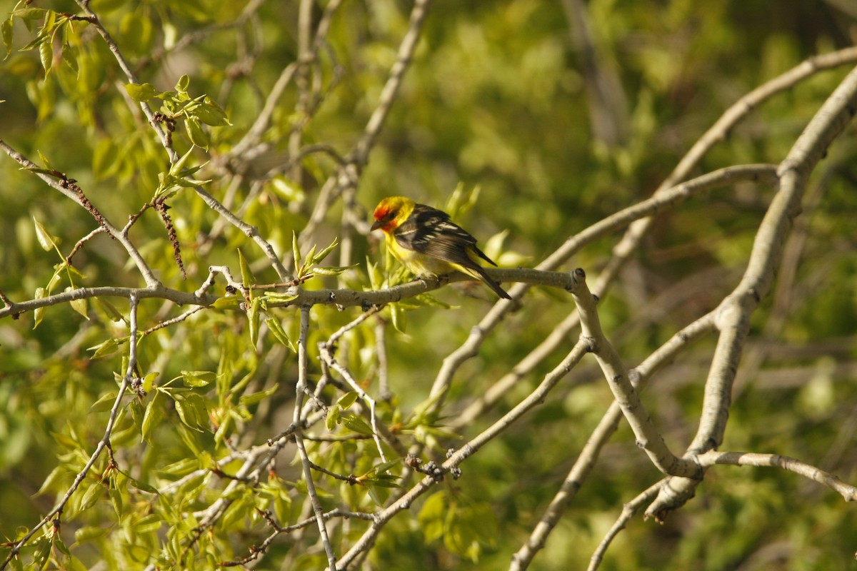 Western Tanager - ML619549414