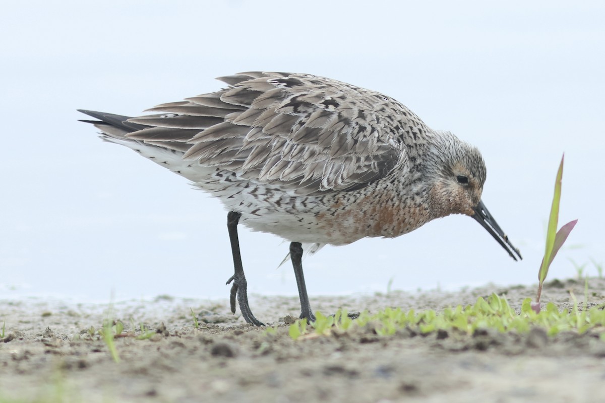 Red Knot - ML619549417