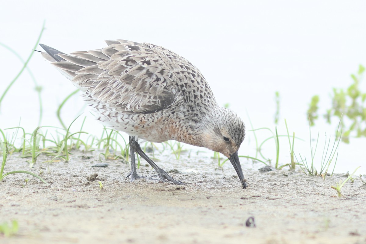 Red Knot - ML619549420