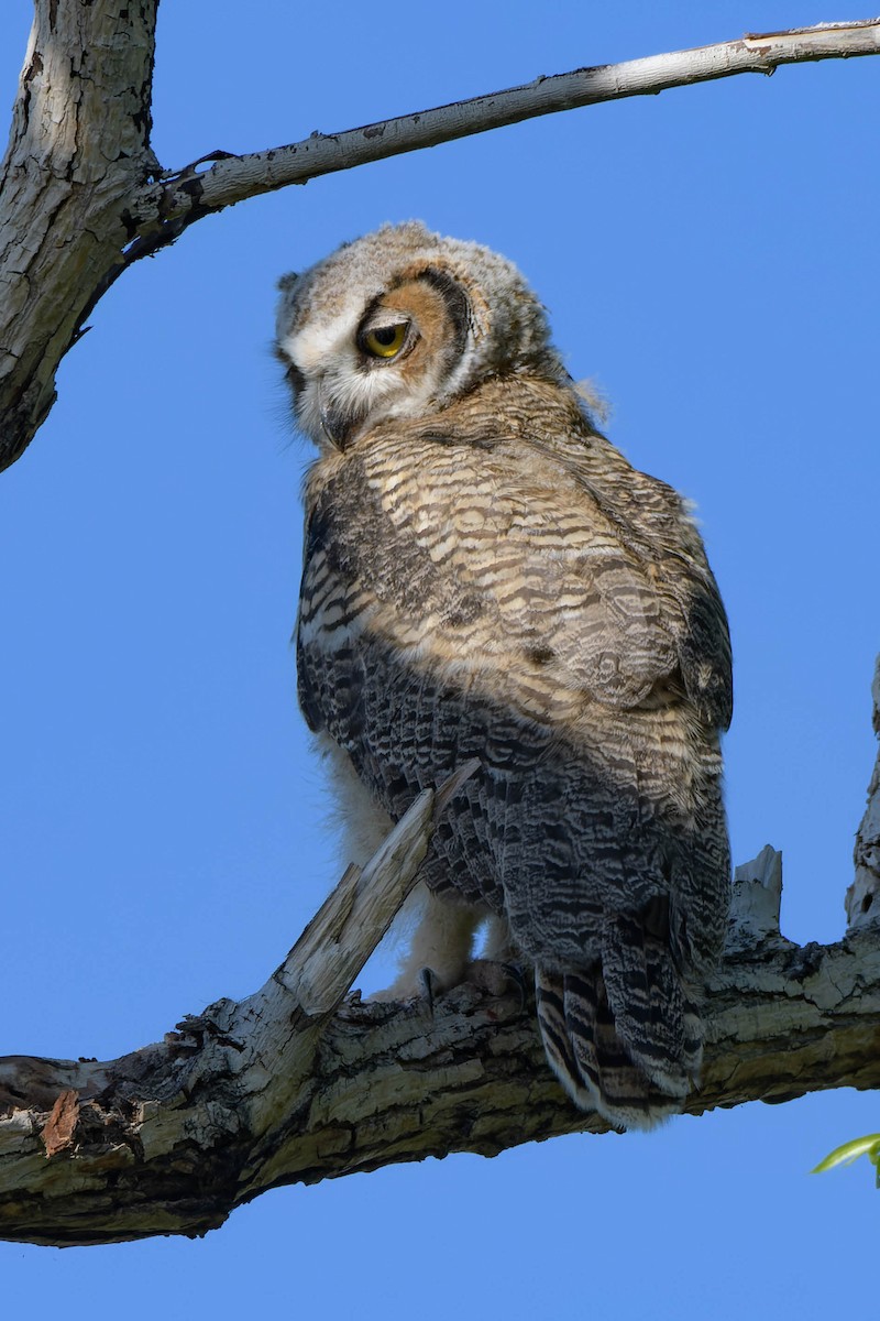 Great Horned Owl - ML619549441
