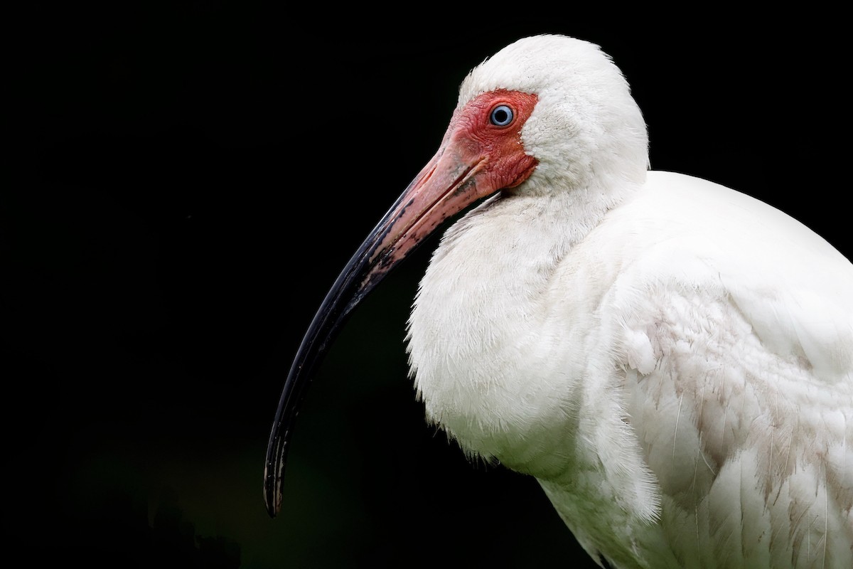 ibis bílý - ML619549442