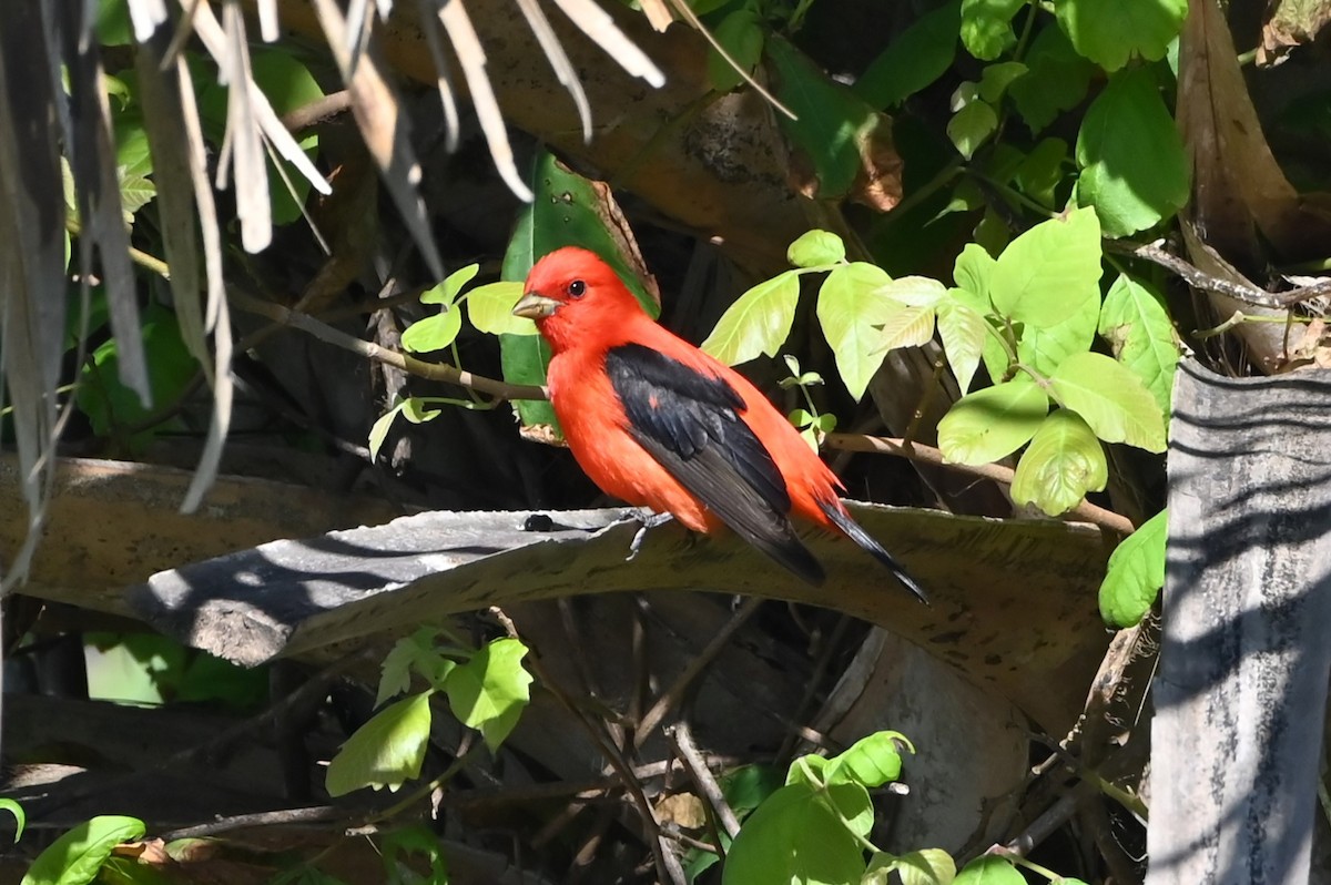 Scarlet Tanager - ML619549446