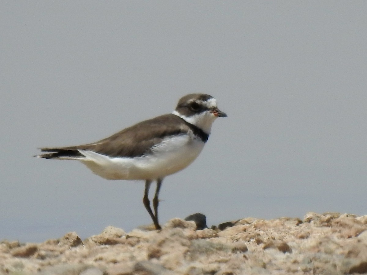 Semipalmated Plover - ML619549449