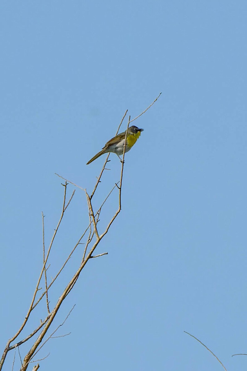 Yellow-breasted Chat - ML619549476