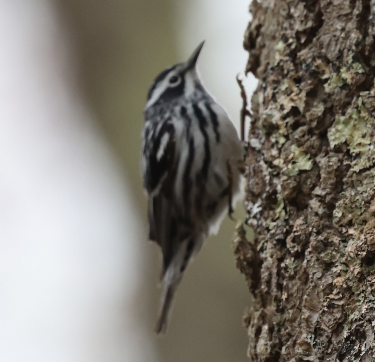 Black-and-white Warbler - ML619549483
