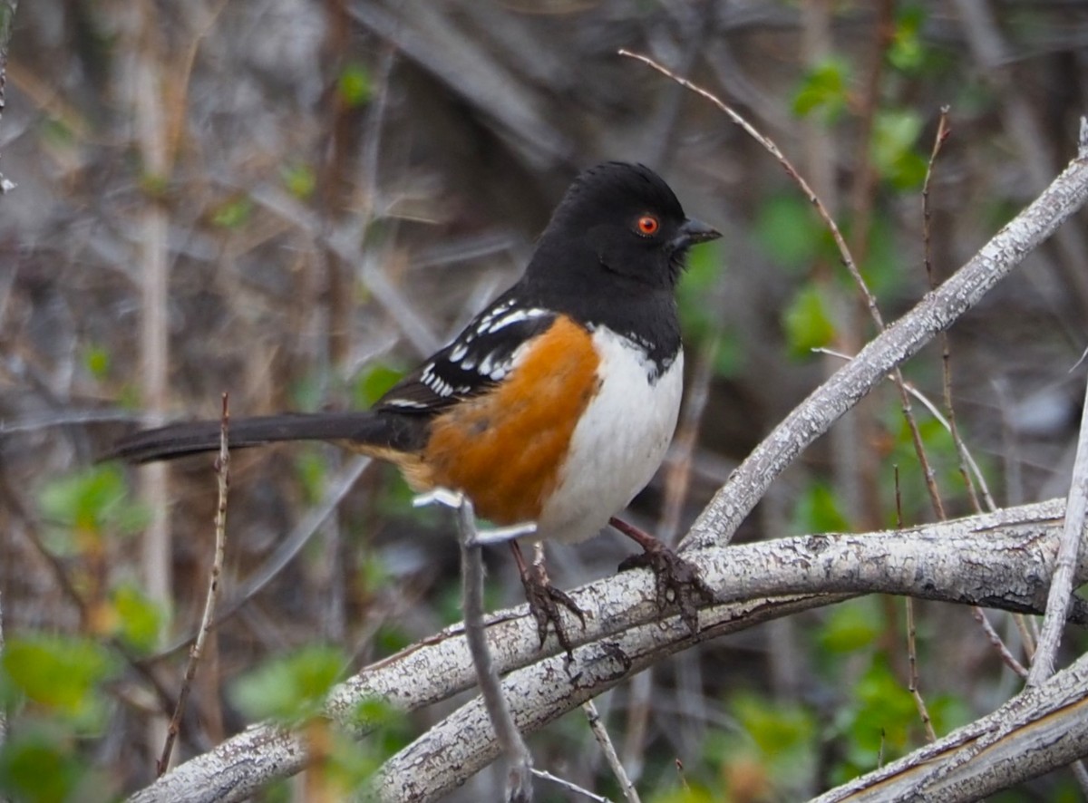Spotted Towhee - ML619549509