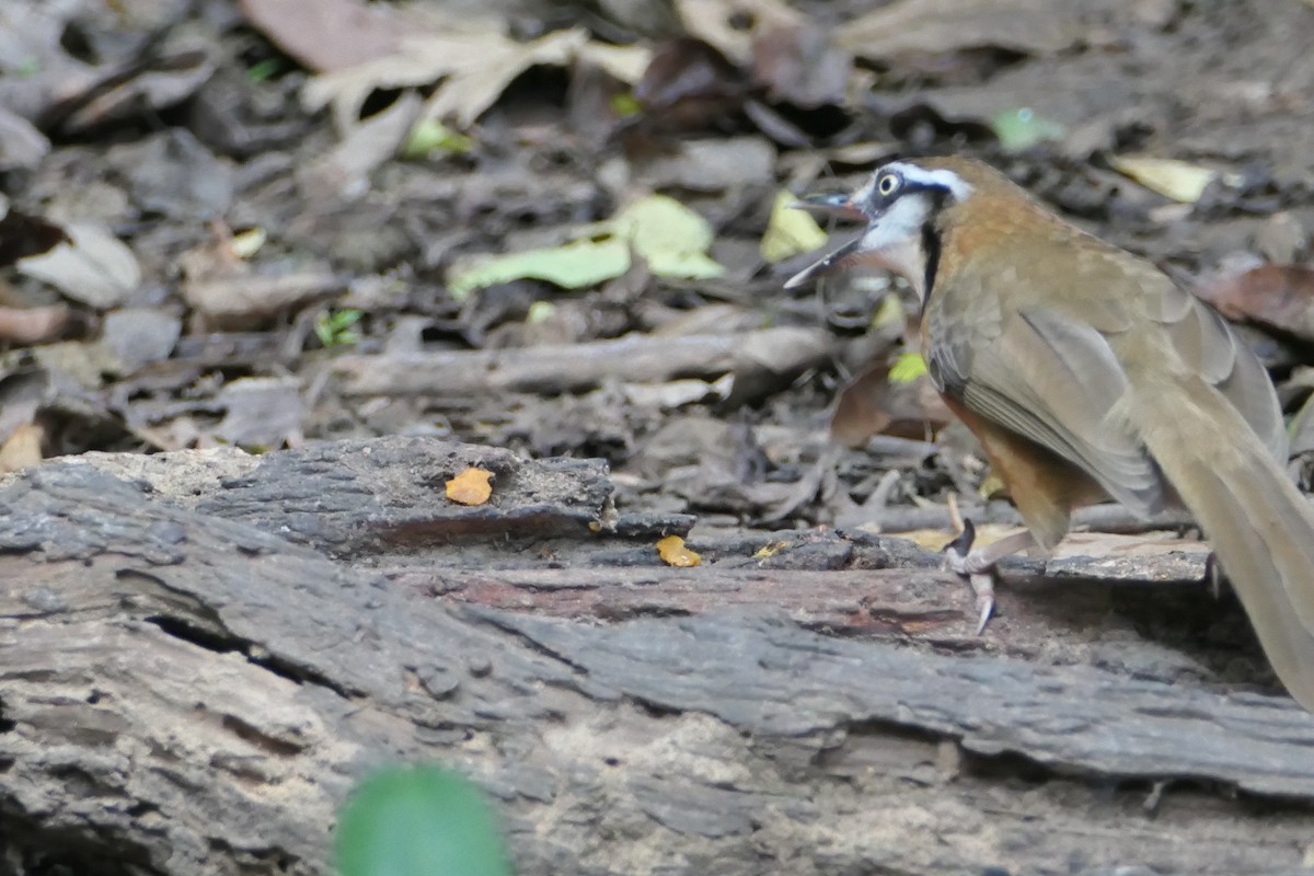Lesser Necklaced Laughingthrush - ML619549512
