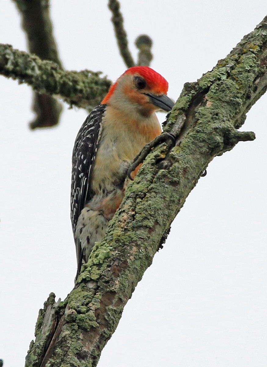 Red-bellied Woodpecker - ML619549527