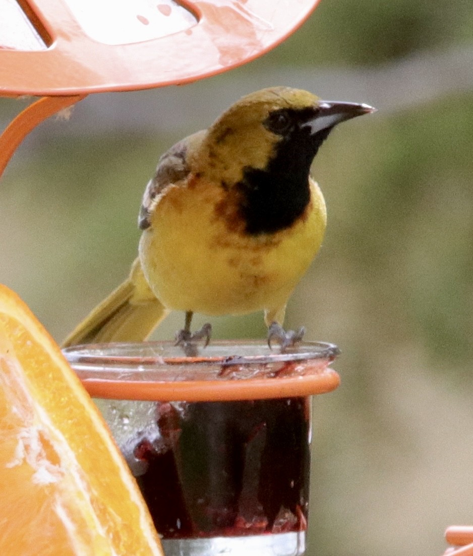 Orchard Oriole - ML619549531