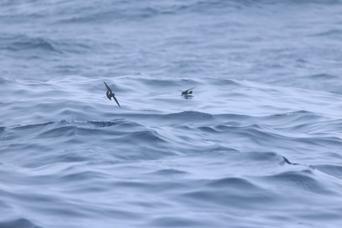 黃蹼洋海燕 - ML619549545