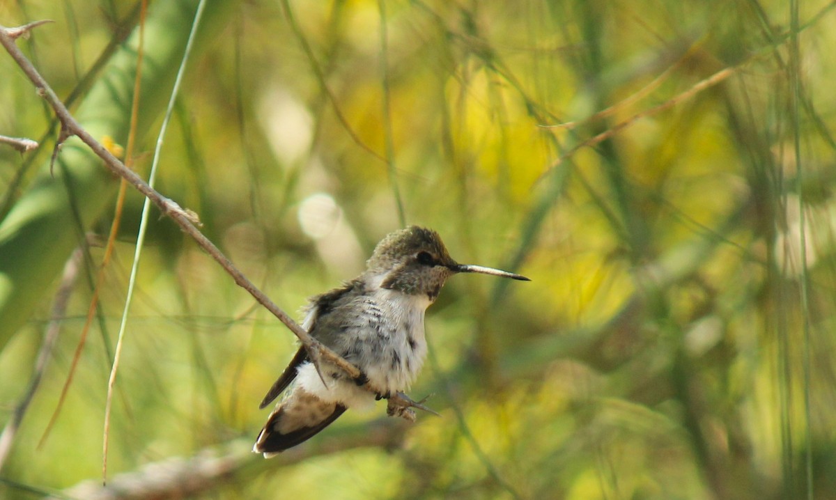 Costa's Hummingbird - ML619549557