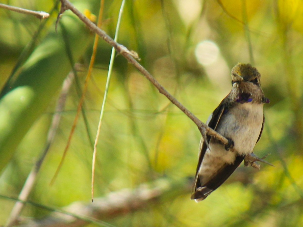 Costa's Hummingbird - ML619549558