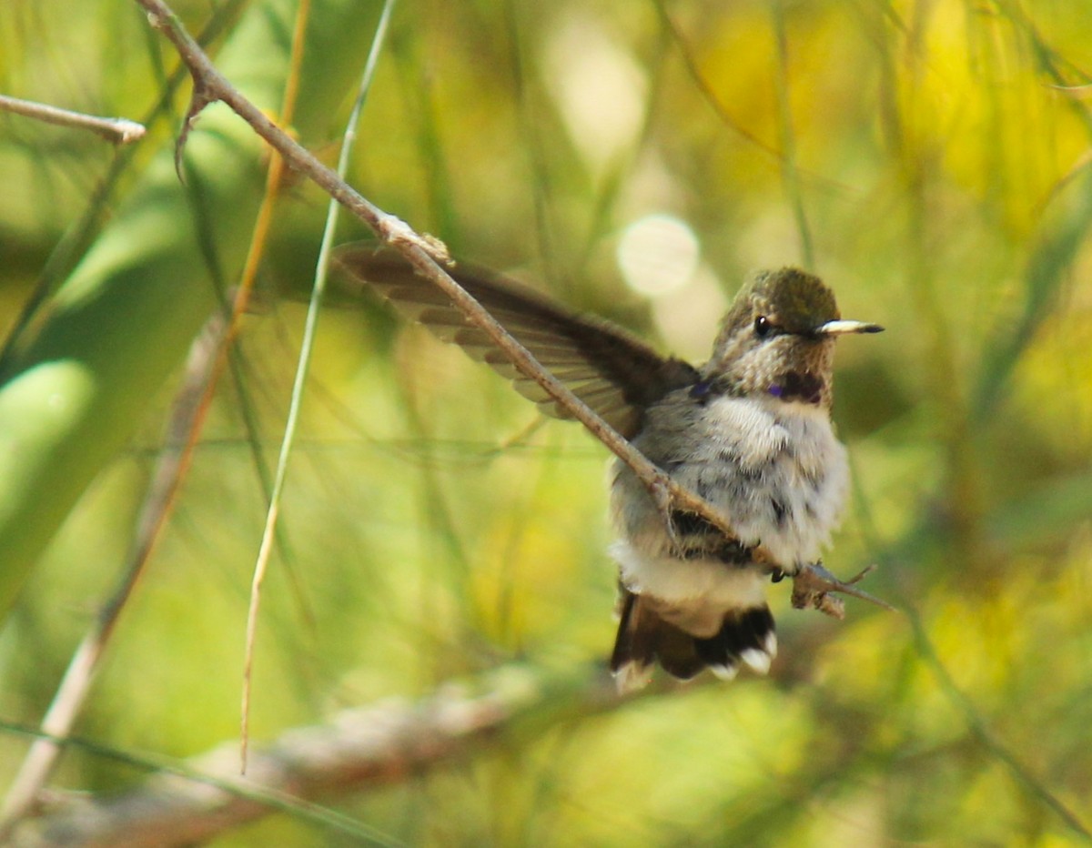 Costa's Hummingbird - ML619549559