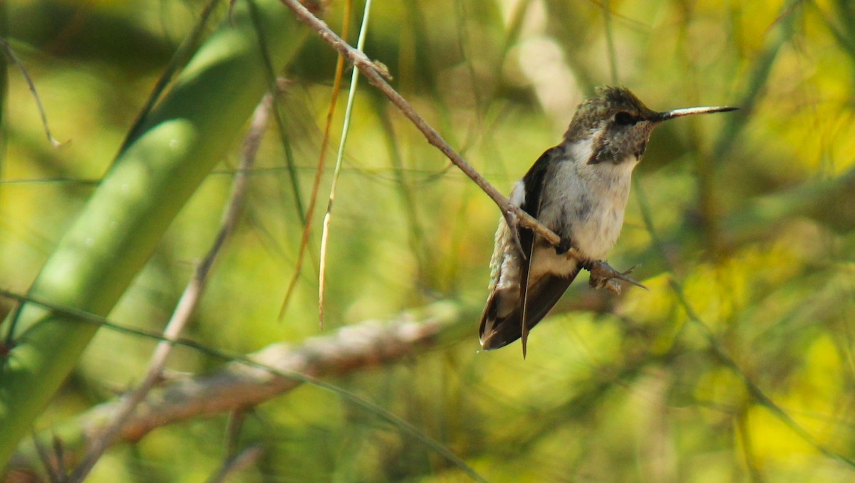 Costa's Hummingbird - ML619549562