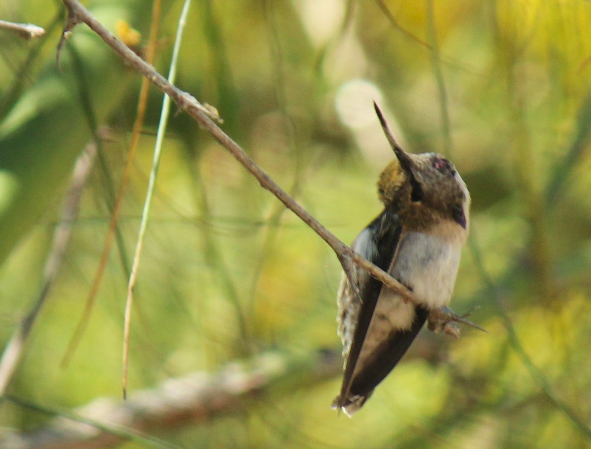Costa's Hummingbird - ML619549566
