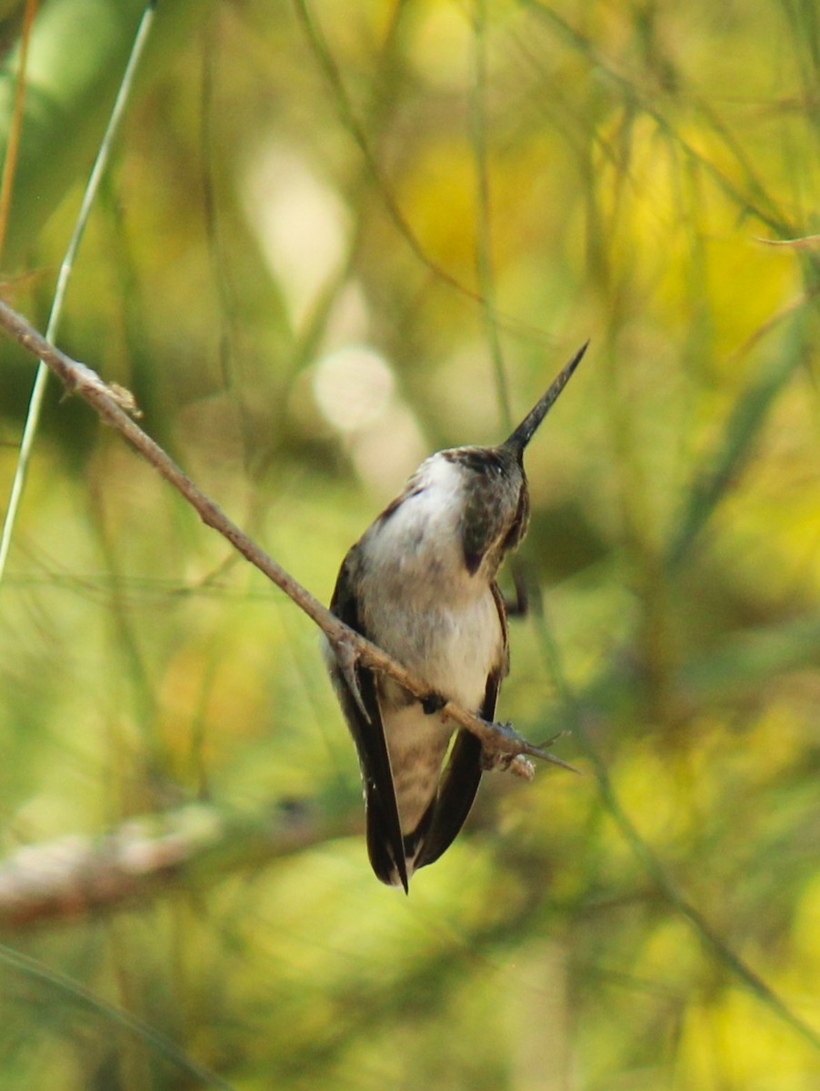 Costa's Hummingbird - ML619549568