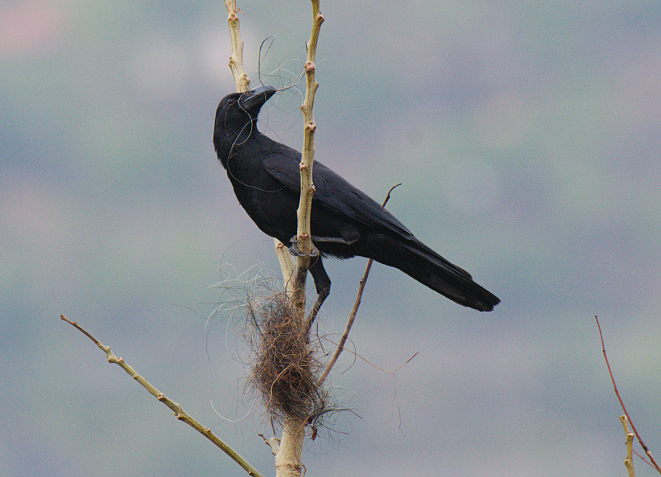 Large-billed Crow - ML619549593