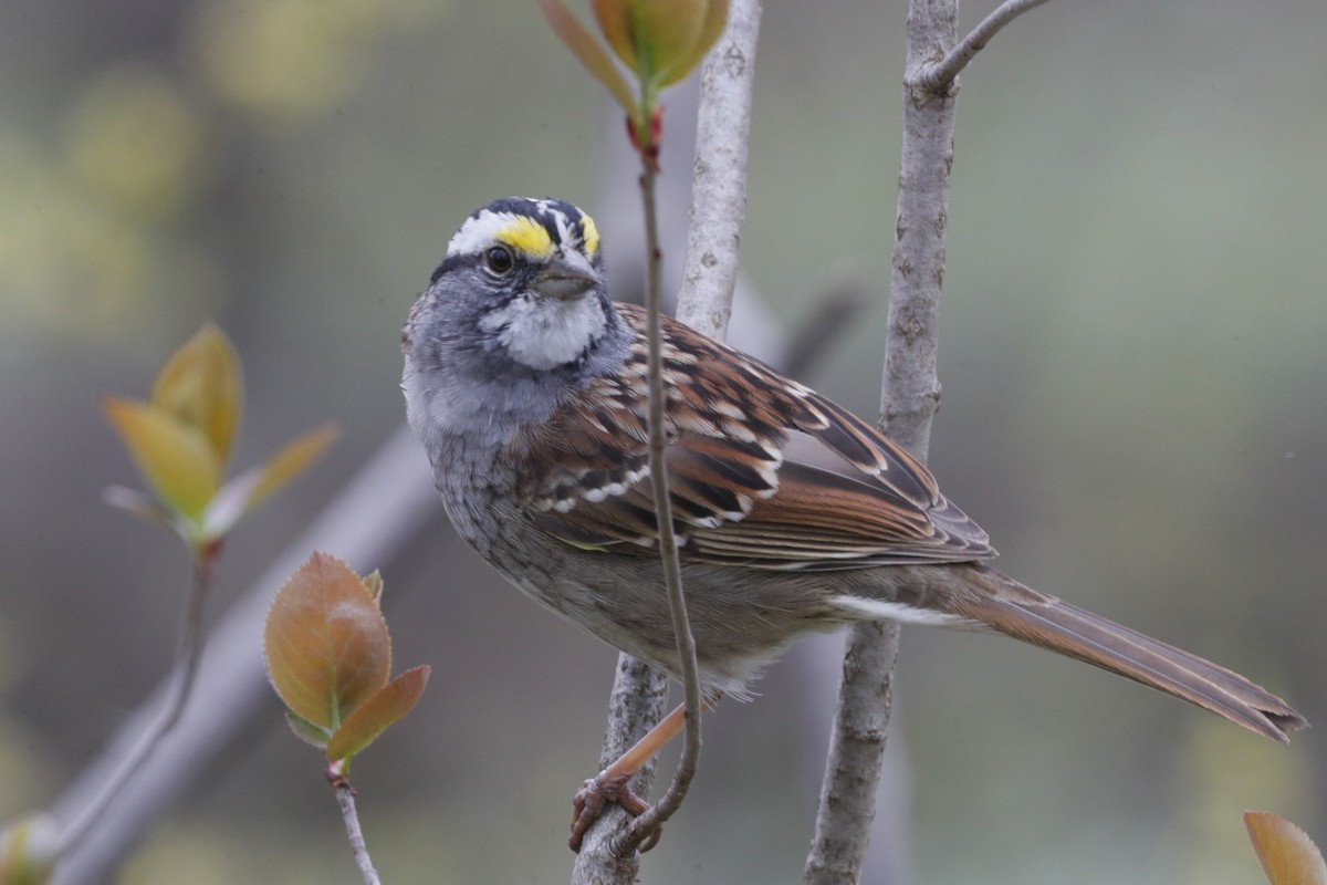 White-throated Sparrow - ML619549596