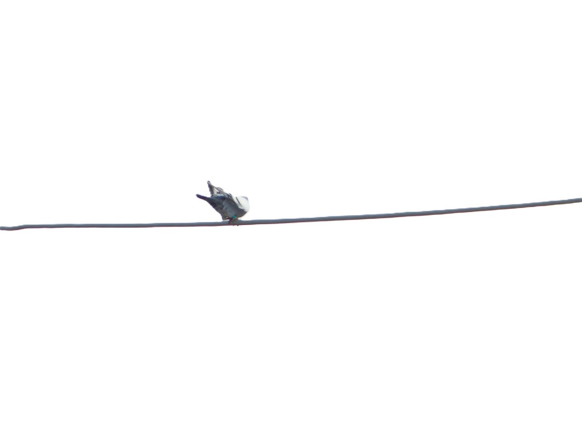 holub skalní (domácí) - ML619549616
