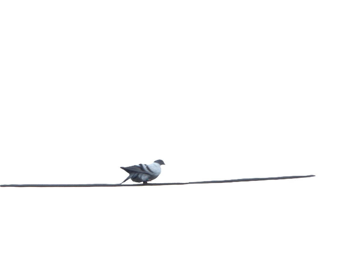 holub skalní (domácí) - ML619549617