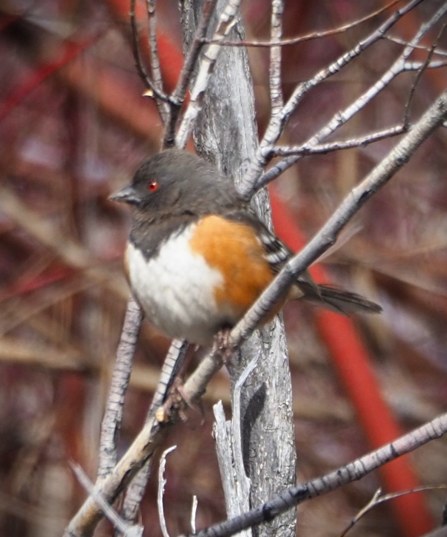 Spotted Towhee - ML619549634