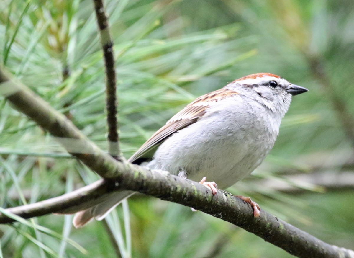 Chipping Sparrow - ML619549674