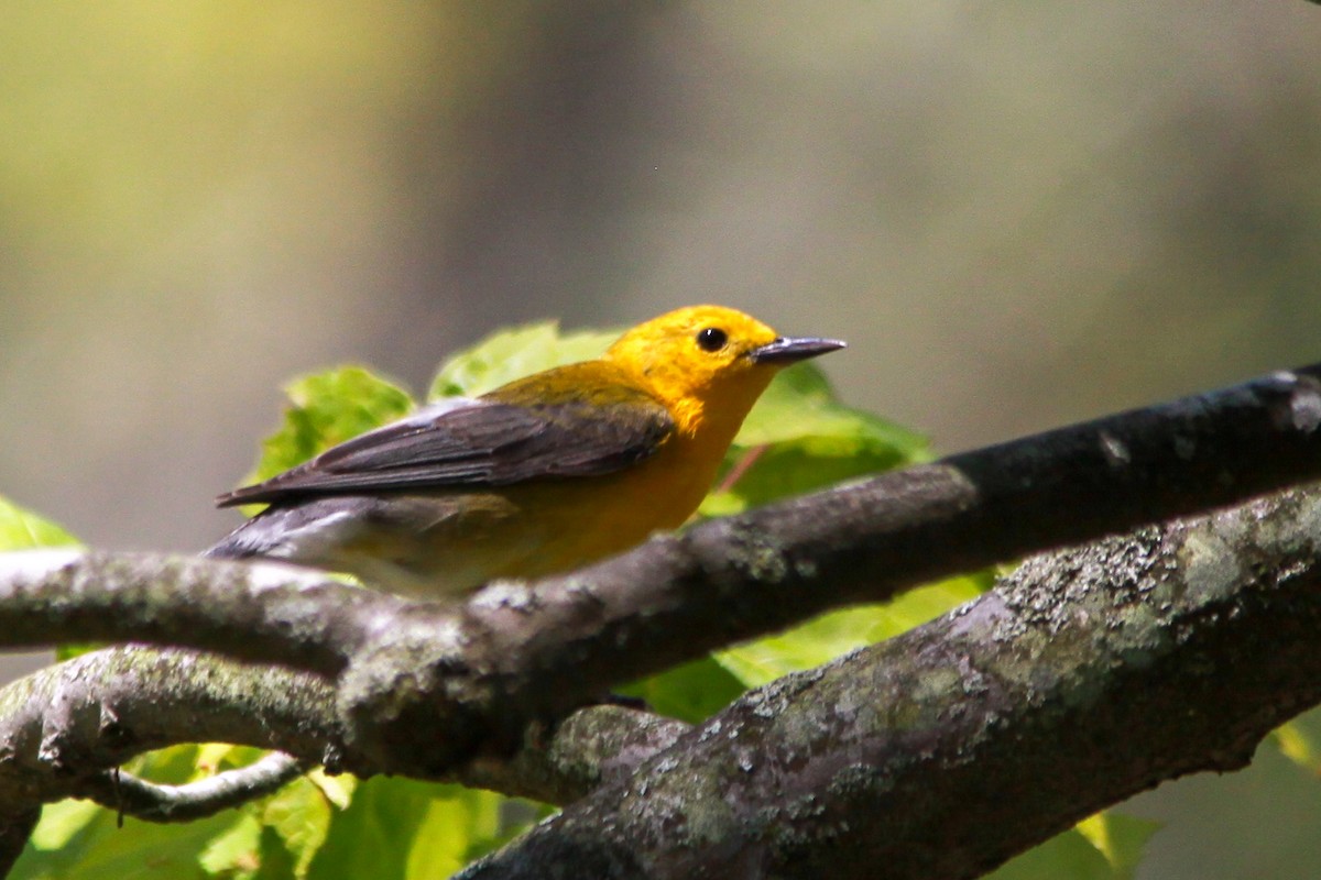 Prothonotary Warbler - ML619549680