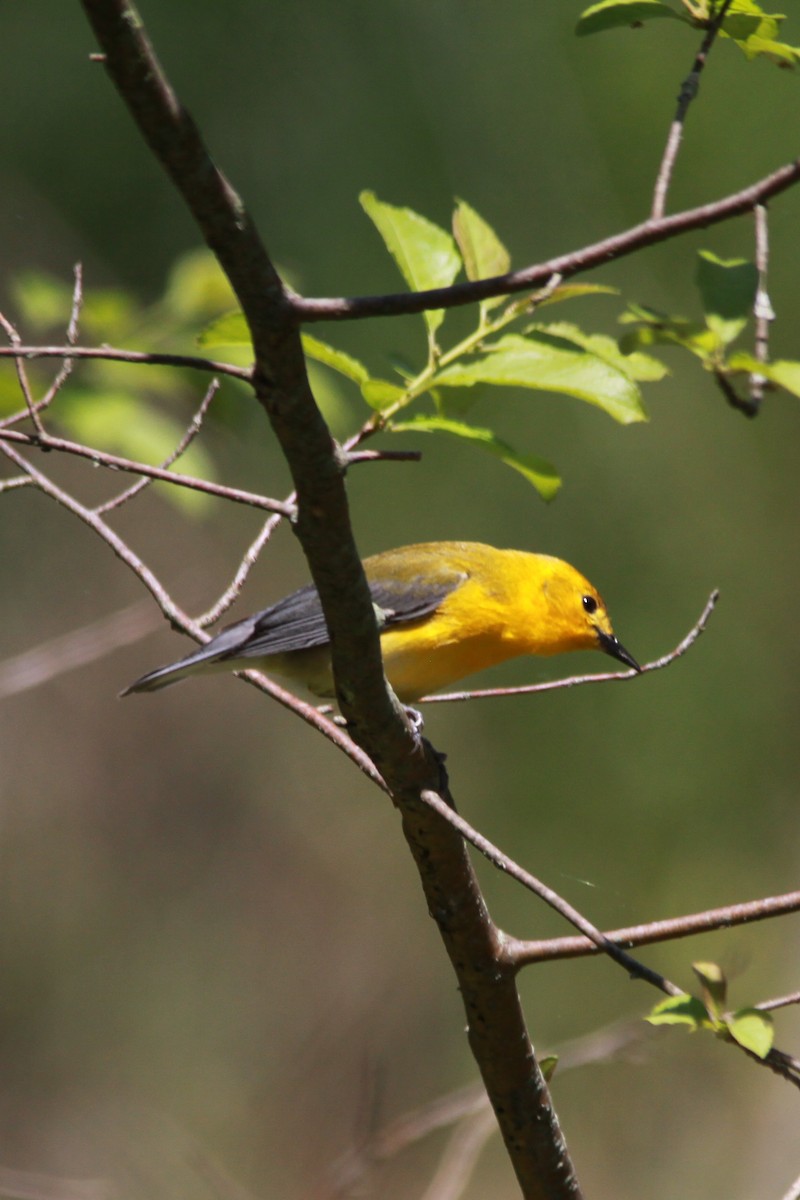 Prothonotary Warbler - ML619549683