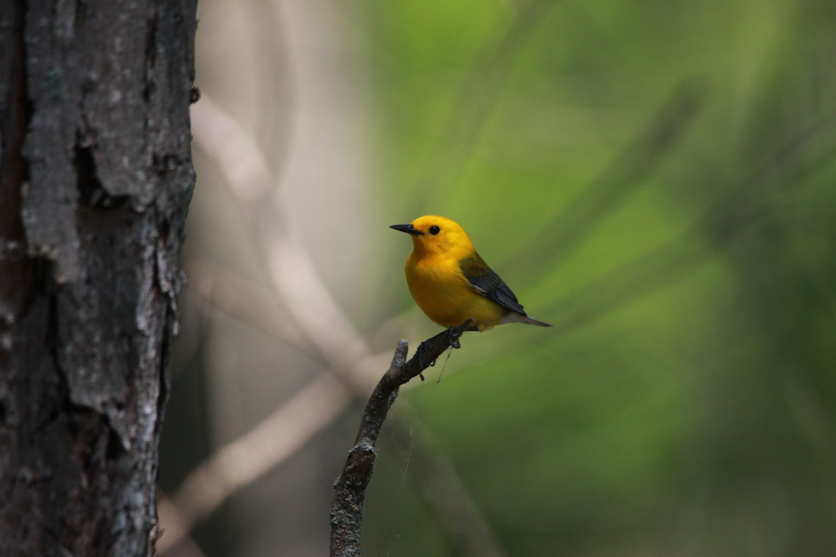 Prothonotary Warbler - ML619549687