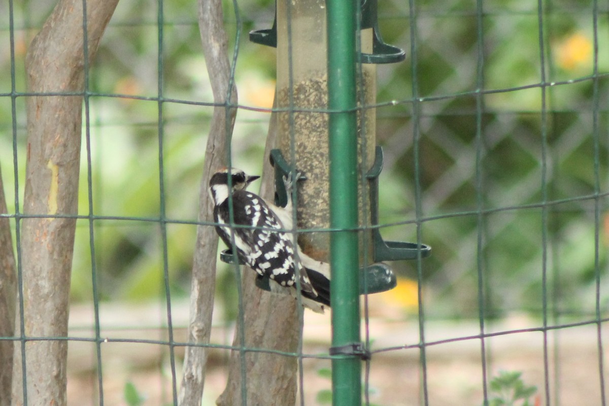 Downy Woodpecker - ML619549716