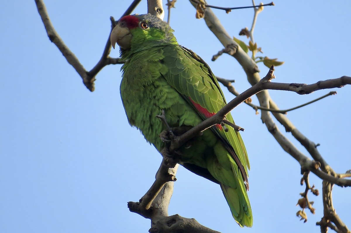 Lilac-crowned Parrot - ML619549722