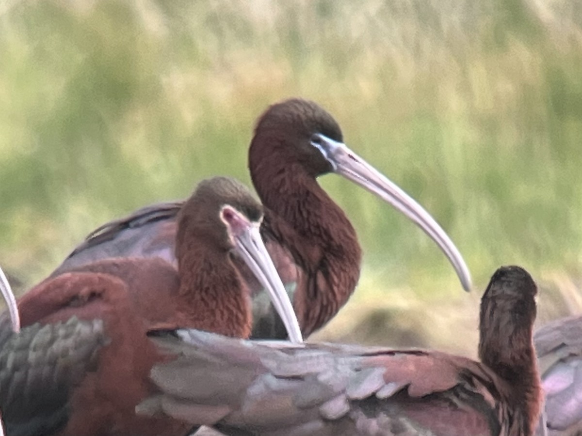 ibis hnědý - ML619549724